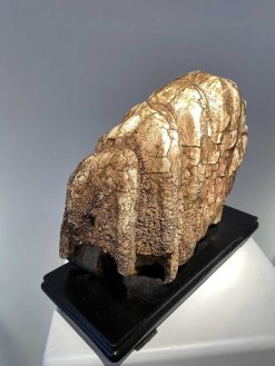 Objets De Curiosite | Seghers & Pang Fine Arts Molaire De Mammouth Fossilisee Xxl (Pleistocene)