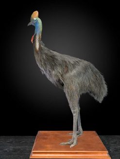 Objets De Curiosite | Spectandum Rare Taxidermie D'Un Casoar (Casuarius) Du Sud Adulte