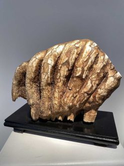 Objets De Curiosite | Seghers & Pang Fine Arts Molaire De Mammouth Fossilisee Xxl (Pleistocene)