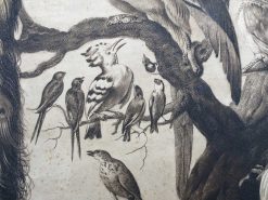 Gravures Anciennes | Anne Besnard Gravure Xviiie Siecle A Concert Of Birds