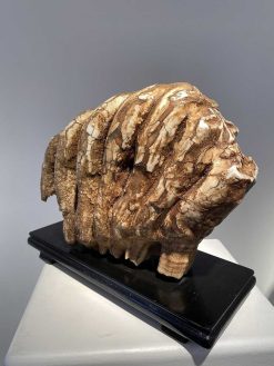 Objets De Curiosite | Seghers & Pang Fine Arts Molaire De Mammouth Fossilisee Xxl (Pleistocene)