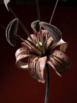 Objets De Curiosite | Galerie Lamy Chabolle Modele Anatomique D'Une Fleur De Lys Par Brendel