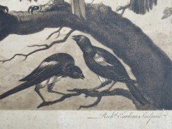 Gravures Anciennes | Anne Besnard Gravure Xviiie Siecle A Concert Of Birds