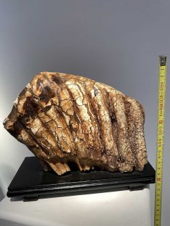 Objets De Curiosite | Seghers & Pang Fine Arts Molaire De Mammouth Fossilisee Xxl (Pleistocene)