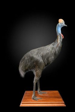 Objets De Curiosite | Spectandum Rare Taxidermie D'Un Casoar (Casuarius) Du Sud Adulte