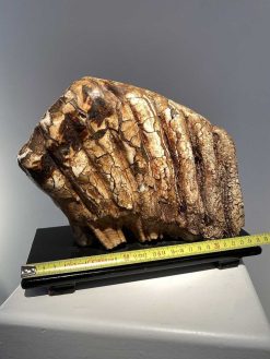 Objets De Curiosite | Seghers & Pang Fine Arts Molaire De Mammouth Fossilisee Xxl (Pleistocene)