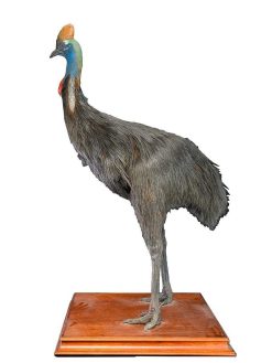 Objets De Curiosite | Spectandum Rare Taxidermie D'Un Casoar (Casuarius) Du Sud Adulte