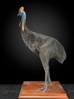 Objets De Curiosite | Spectandum Rare Taxidermie D'Un Casoar (Casuarius) Du Sud Adulte